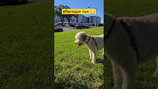 Ball dog labradoodle doglover dogtime park catch ball doglifeisgood [upl. by Phipps82]