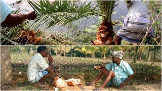 Cutting Palm Tree to Discover Heart of Palm Swamp Cabbage Strew Vegetable Village Foods [upl. by Sunshine]