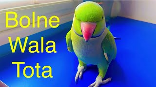 Bolne wala Tota 💯My beautiful talkative parrot zoomi viralvideo parrotsounds [upl. by Karolina]