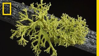 Whats in a Lichen How Scientists Got It Wrong for 150 Years  Short Film Showcase [upl. by Asfah]