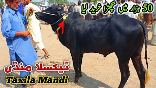 Today Taxila Mandi Latest Update 19 July 2024  50K Ma Soda [upl. by Dichy]