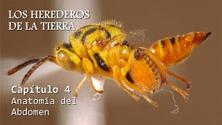 ENTOMOLOGÍA  Los Herederos de la Tierra  cap 4 Anatomía del Abdomen insectos anatomía [upl. by Pinckney]