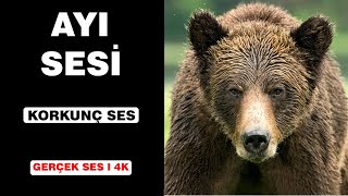 Gerçek Ayı Sesleri  Yüksek Kalite  Korku Deneyimine Hazır Olun  4K [upl. by Yendor]