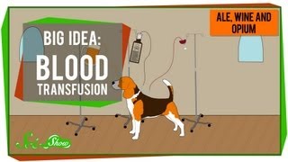 Big Idea Blood Transfusions [upl. by Kcirdek]