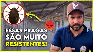 Como estou Eliminando a Infestação de PIOLHOS de GALINHAS [upl. by Skip]