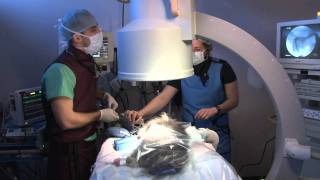 AERA Tracheal Stent Procedure in a Dog [upl. by Oicnerolf410]