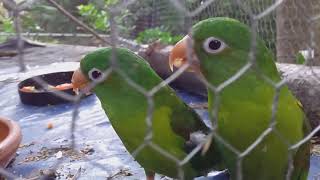 PERICOS VERDES CANTANDO [upl. by Lucky]