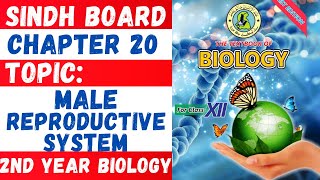 Male reproductive systemMale reproductive system class 12Sindh board biologyNew book [upl. by Buddy]