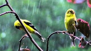 Relaxing Sounds of Rain amp Thunder for Relaxation Meditation Sleep healing [upl. by Alfonso]