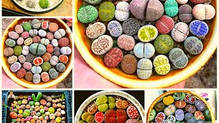 Lithops Care Living Stone Plant [upl. by Nylahsoj]