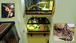 My pet Boas this wintercage setupmaking adjustments [upl. by Larkins674]