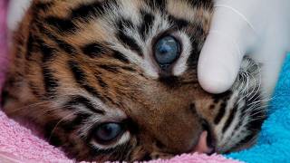 Tiger cubs check up [upl. by Lourdes]