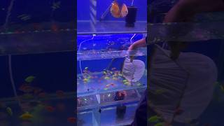 Bhot sari fishes dilai aquariumpets petfish petsvlog aquarium aquaticpets fishtank [upl. by Uon]