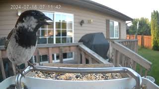 7162024 Flathead Valley Bird Cam [upl. by Iene639]