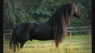 Friesian Horses [upl. by Greenman]