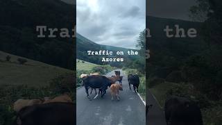 Traffic on the azores travel [upl. by Hannon]