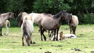 DÜLMENER WILDPFERDE im MERFELDER BRUCH [upl. by Riay]