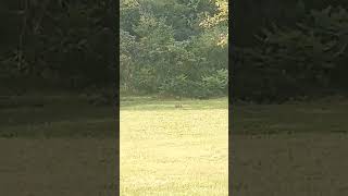 Three rabbits in the backyard nature naturelovers naturevideo [upl. by Ahsatel]