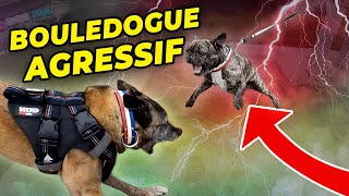 BOULEDOGUE AGRESSIF  COMMENT UNE CHIENNE SPÉCIALISÉE RÉVOLUTIONNE SA CONFIANCE [upl. by Hendrik]