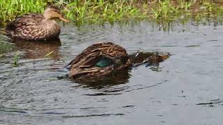 Mottled Duck Bath [upl. by Baese]