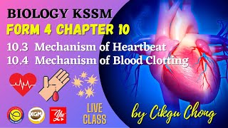 103 Mechanism of Heartbeat and 104 Mechanism of Blood Clotting [upl. by Assenab313]