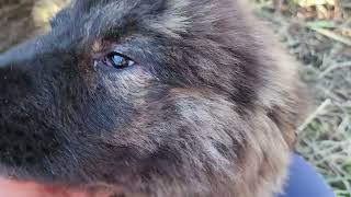 Noble Bear Eor Caucasian Ovcharka Tibetan Mastiff and American Akita [upl. by Aretahs]