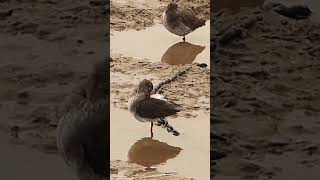 Redshanks [upl. by Chapel47]