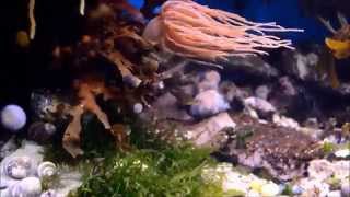 Time lapse  Sea anemone moving over seaweed [upl. by Stearn193]