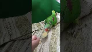 How to hand feed Raw Parrot Chick [upl. by Eidaj274]