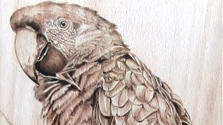 Parrot  Pyrography Timelapse [upl. by Zia575]