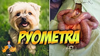 The Emergency Pyometra in Dogs Risks Symptoms  Treatment [upl. by Ezeerb697]