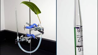 Measuring Transpiration Using a Potometer [upl. by Bish]