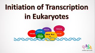 Transcription Initiation in Eukaryotes  Molecular Biology  mRNA synthesis  Biotechnology [upl. by Hollinger]