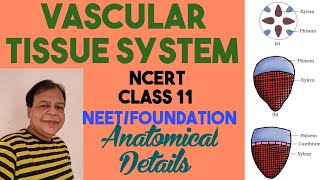 Class 11 biologyCh 6Ground and Vascular tissue systemVascular tissueSimple tissue [upl. by Canning]