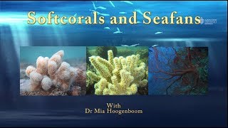 Learn about soft corals and seafans  JCU Classroom on the Reef [upl. by Kristofor520]