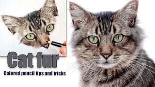 COLORED PENCIL timelapse  How do I tackle complicated cat fur [upl. by Grati57]