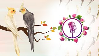 Cockatiel bird to singing and talking  cockatiel singing training [upl. by Romeo]