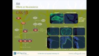 The Study of Akt  Section 3 of 3mp4 [upl. by Afatsuom]