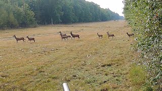 Chasse Cerfs Sangliers Chevreuils  Best Of Saison 20222023  Volume 2 [upl. by Gena967]