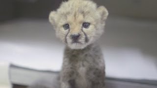 Cheetah cub best friends with ridgeback puppy after being rejected by his mum [upl. by Toddie930]