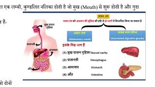 आहारनल  Alimentary canalalimentarycanal [upl. by Namialus]