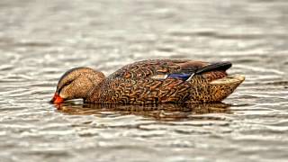 Avian X Toplight Mallards Product Profile [upl. by Ldnek836]