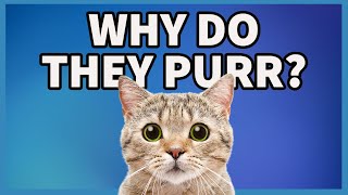 The Real Reason Why Cats Purr EXPLAINED [upl. by Mayyahk]