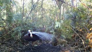 Lyrebird Song and Display [upl. by Haiasi]