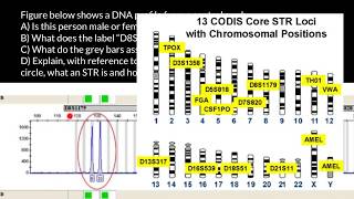 How to understand STR electropherogram [upl. by Yelrah]