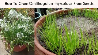 How To Grow Ornithogalum thyrsoides From Seeds Chincherinchee From Seeds [upl. by Evangelin]