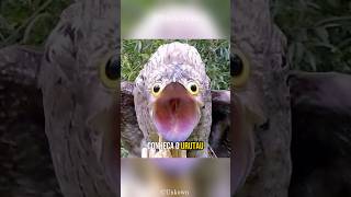 Urutau  Ave Fantasma shorts trending animals curiosidades natureza passaros urutau potoo [upl. by Yromas]