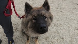 Raffi  Eurasier  3 Week Residential Dog Training at Adolescent Dogs [upl. by Leumhs]