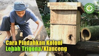 Cara Memindahkan Koloni Lebah Trigona Kelulut Klanceng [upl. by Ecirtam896]