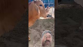 Jai Gau Mata  Cow  gaay new shots reels status [upl. by Sheeb894]